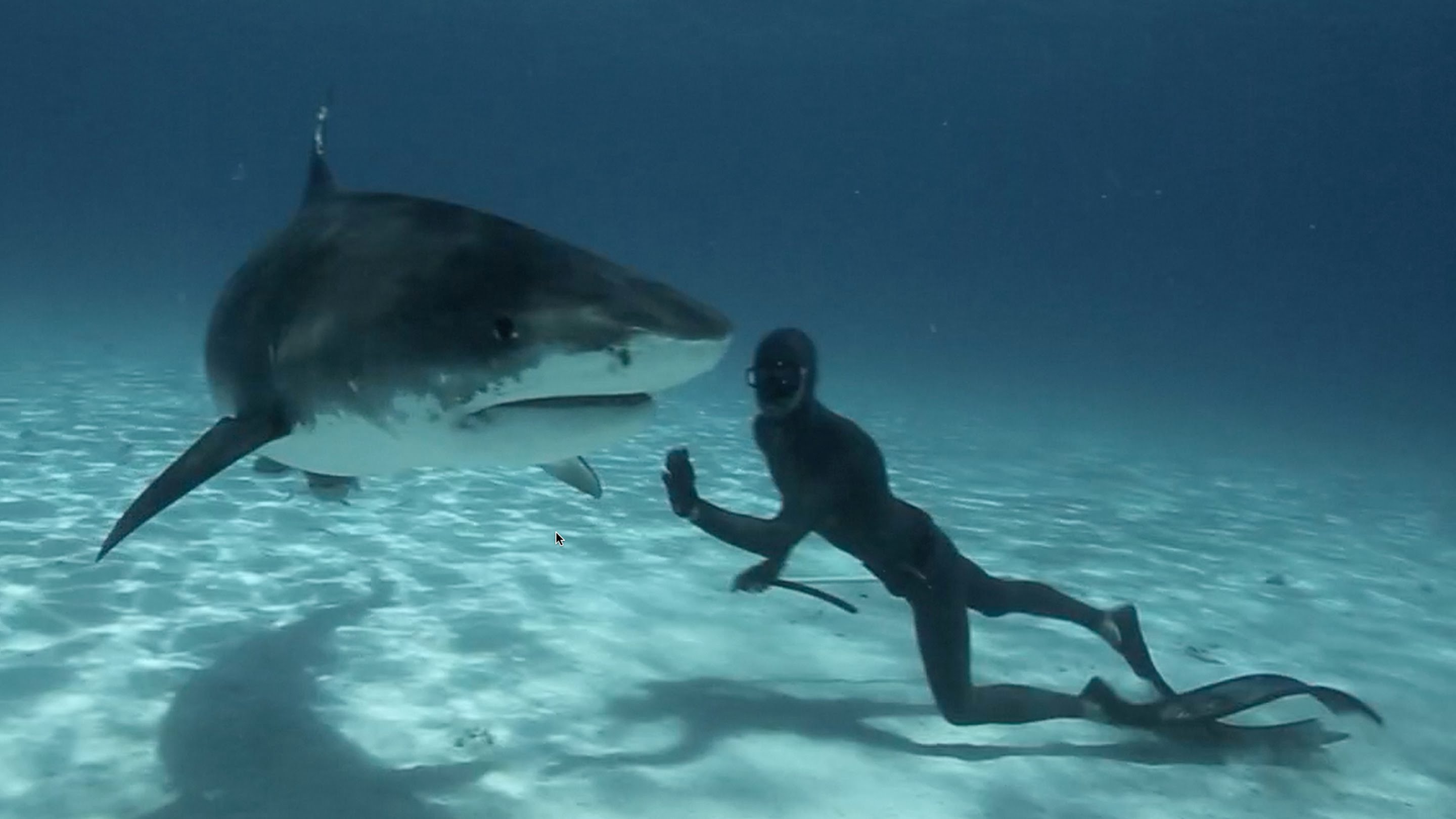 Freediving with sharks - Phuket Freediving with SSS Phuket